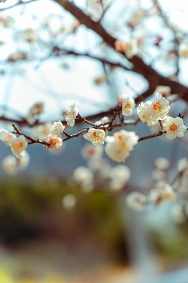 气温直冲20℃！第一波赏花的人已出发