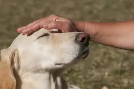 告诉你一个“秘密”，你摸狗狗的头时，在它眼里不是在表达爱意图片
