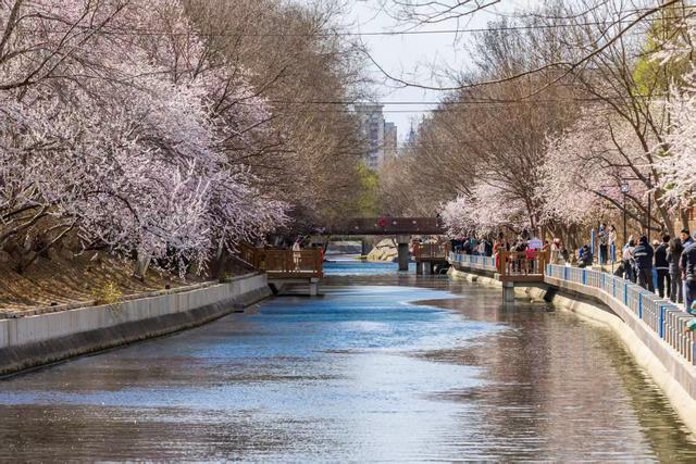 惊艳！北京十里堡桃花绽放，诉说春日浪漫