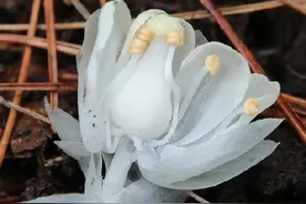 罕见植物“幽灵之花”，在浙江清凉峰保护区现身图片