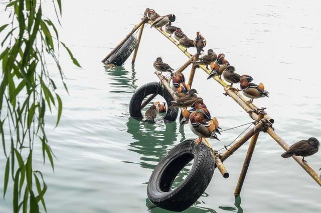 秋日的北海公园，一池成双的鸳鸯