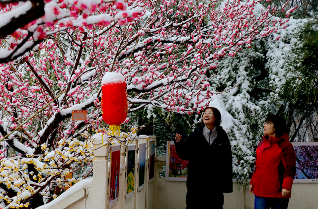 梅雪相映绘就诗意画卷！济南红叶谷梅花进入最佳观赏期