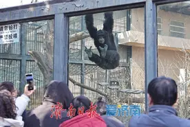 动物园里的明“猩”图片