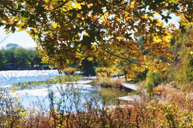 国家植物园进入彩叶最佳观赏期 樱桃沟“金色水杉林”宛如仙境