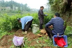 普定县马场镇白秧村：生姜收获季 田间采收忙图片