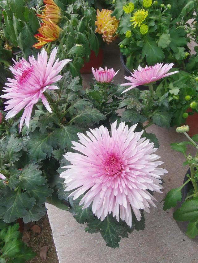 晚潮｜深秋，总要看场菊展吧