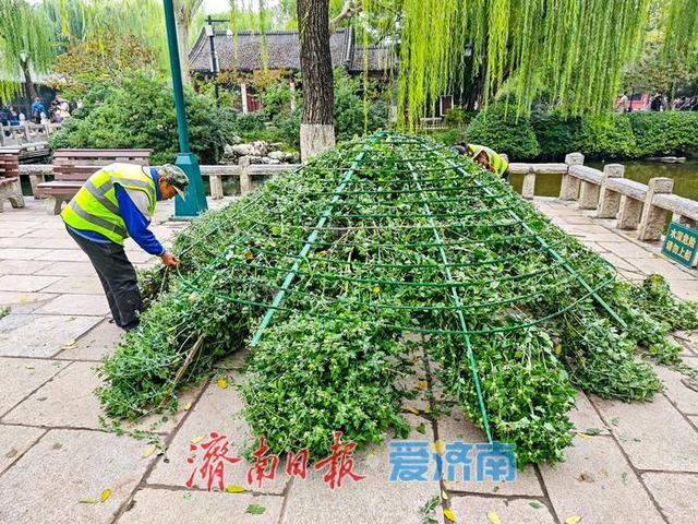 趵突泉菊花展筹备正酣，金秋文化盛宴即将开启
