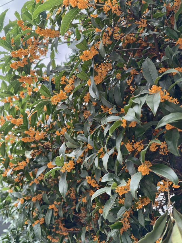 写点生活｜路过的温柔