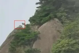 黄山游客拍到珍稀动物云豹？专家：初步判断是大橘猫图片