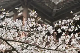 青龙寺景区即日起预约新变化图片