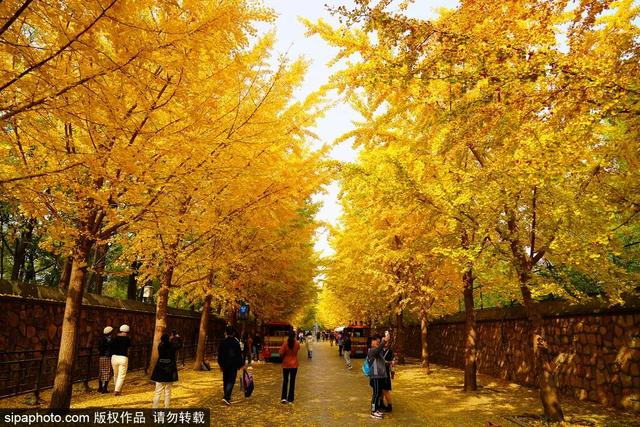秋景“天花板”！北京这些银杏大道即将迎来最佳观赏期！