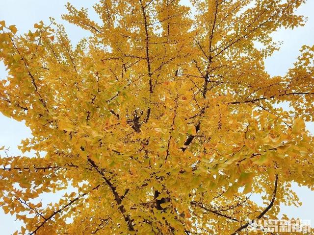 青岛八大关，乌泱泱的人为一件事而来！一款“魔法帽”火了！现场照片→