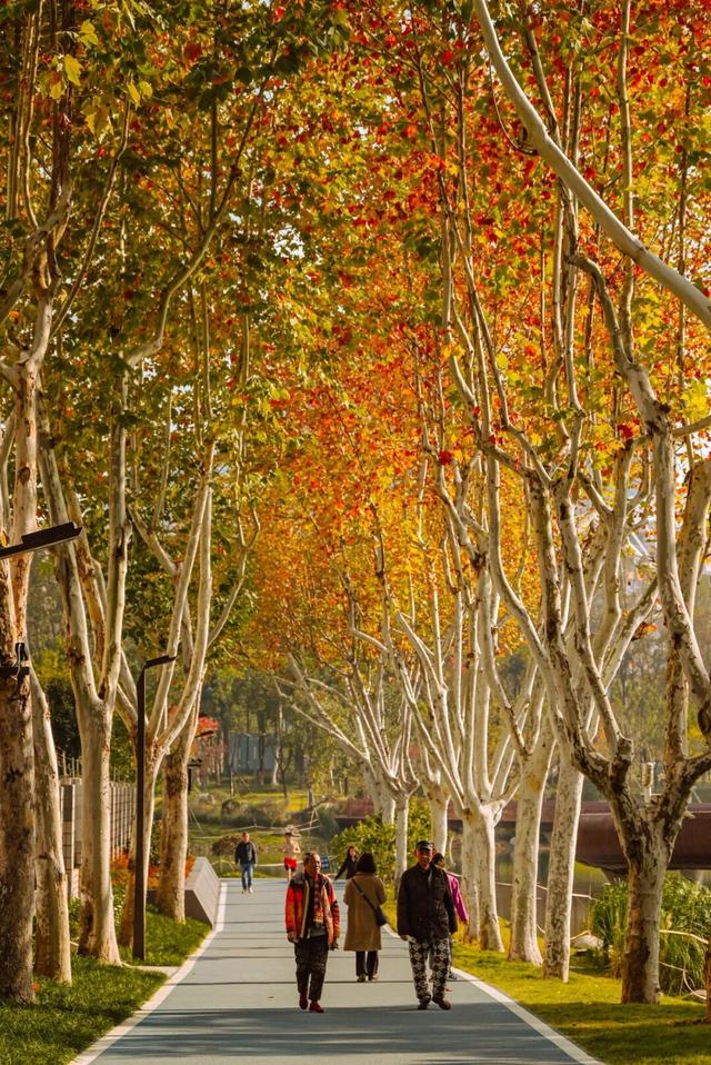 在江汉，听见公园里的秋色私语