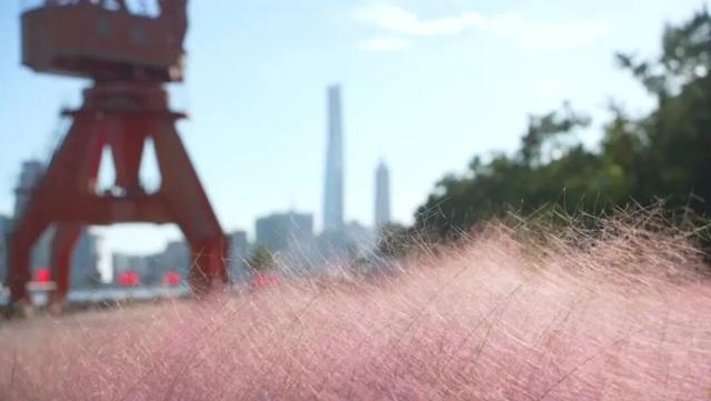 粉色“薄雾”弥漫，荻花飘逸洒脱……申城观赏草进入“最佳赏味期”