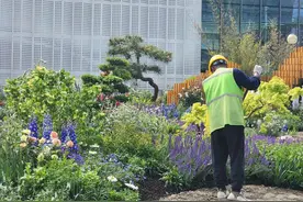 上海“全城花开”，花展突破围墙首次走进大街小巷图片