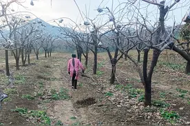 冬闲人不闲 柿树管理忙图片