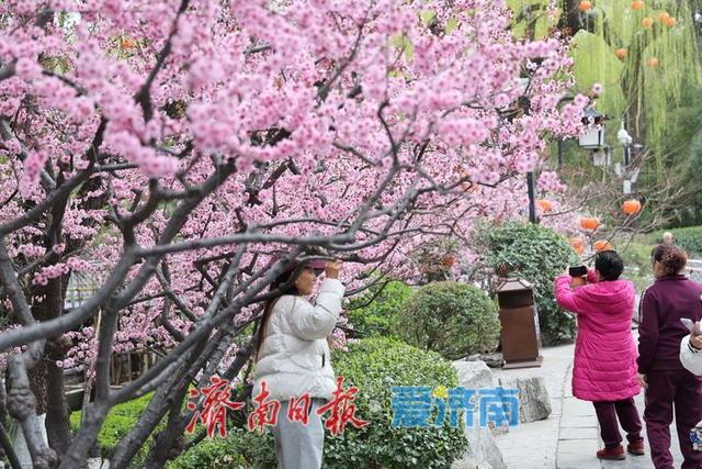 趵突泉春意浓 美人梅盛放醉游人