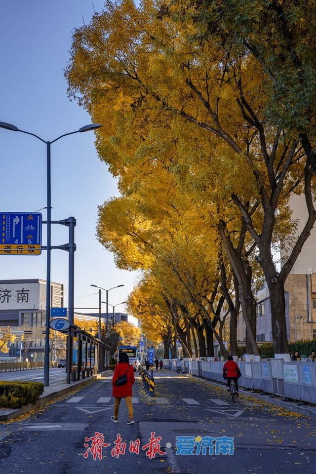 一年四季 泉在济南丨济南泺源大街金黄树叶扮靓城市道路，秋日都市风情别样浓