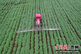 威宁：马铃薯种植基地管护忙图片