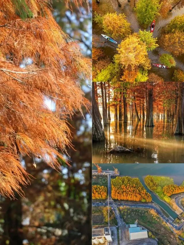 跟着顺德“德甲”游伦教！两日解锁非遗与古建的魅力