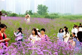 组图|赏满园马鞭草，享长沙独有浪漫图片