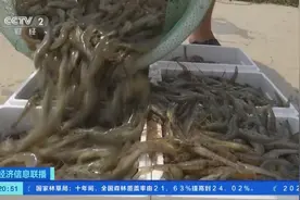 400万斤虾“跳”上餐桌！辽宁大连数万亩盐田虾进入捕捞季图片
