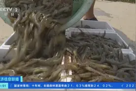 400万斤虾“跳”上餐桌！辽宁大连数万亩盐田虾进入捕捞季图片
