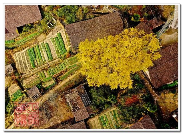 一树鎏金一树诗，铅山这3个绝美银杏打卡地惊艳整个秋天！