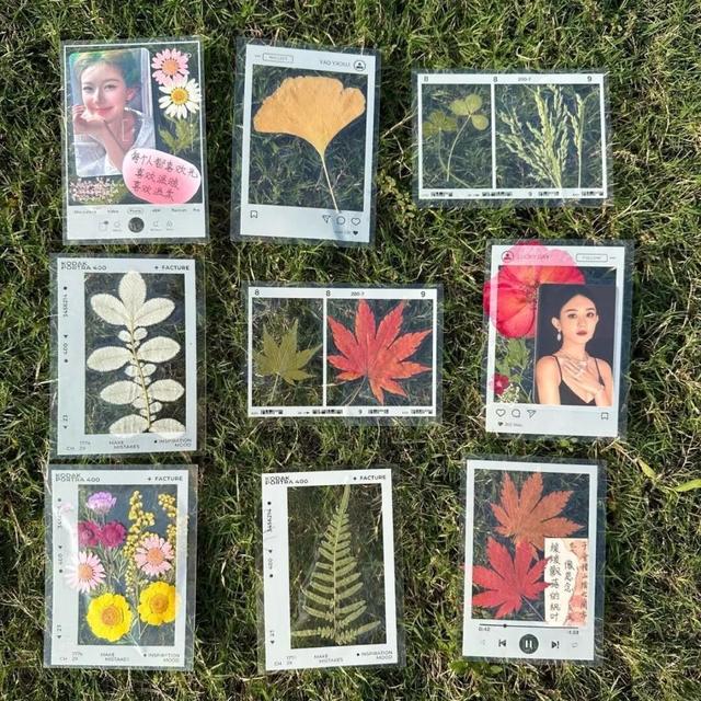 观鸟东寨港· 把一片红树林带回家