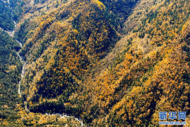 云南德钦：斑斓秋色入画来