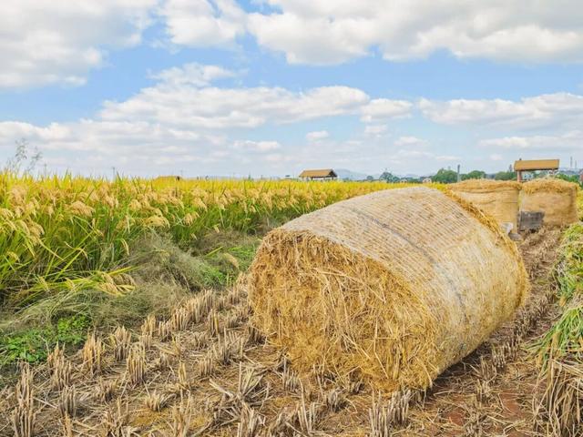 余杭“秋日恋歌”打卡地图出炉！