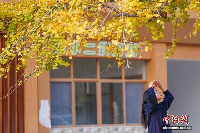 湖北安陆千年银杏林换“金装”