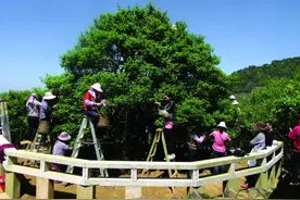名茶“鸭屎香”，怎么就这么上头！图片