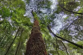 云南宁洱“植物界活化石”桫椤分布面积超3000亩图片