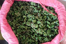 平桂区：八角为乡村振兴增“香”添“味”图片