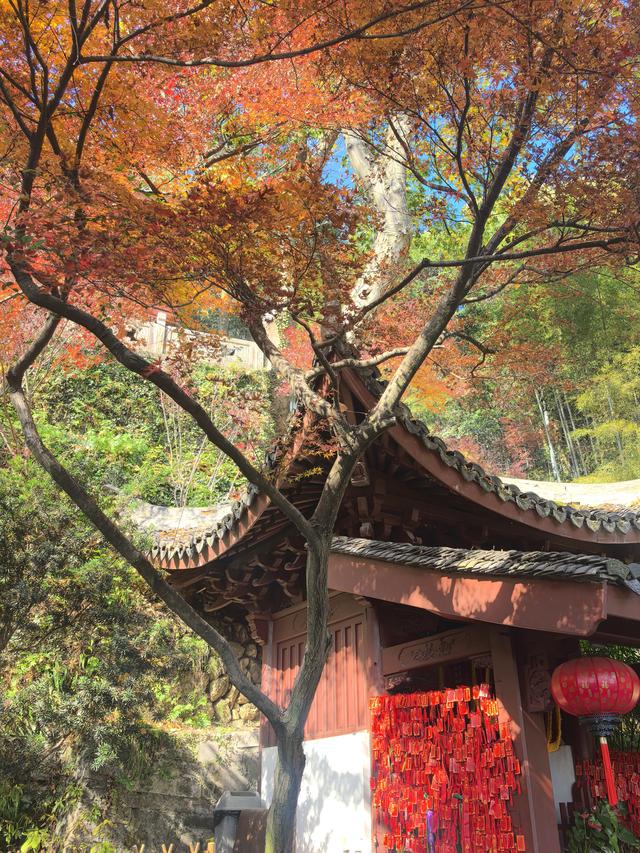 晚潮｜西湖赏枫人群中为何少了苏轼