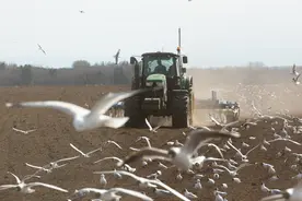 列国鉴·俄罗斯｜记者观察：俄罗斯连续下调小麦出口关税有何考虑图片