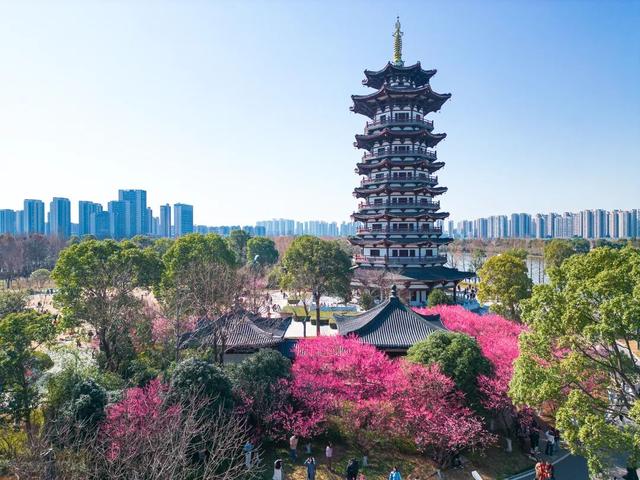 央视用4分钟报道了洋湖的梅花！到底美在哪？