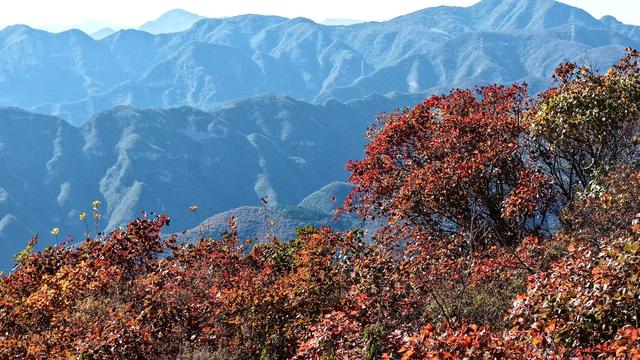 漫山红叶盛如火！这座山还可以远眺北京城