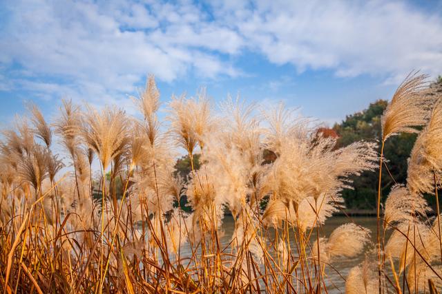 杭州初冬赏花指南，一场别样的“压轴花事”