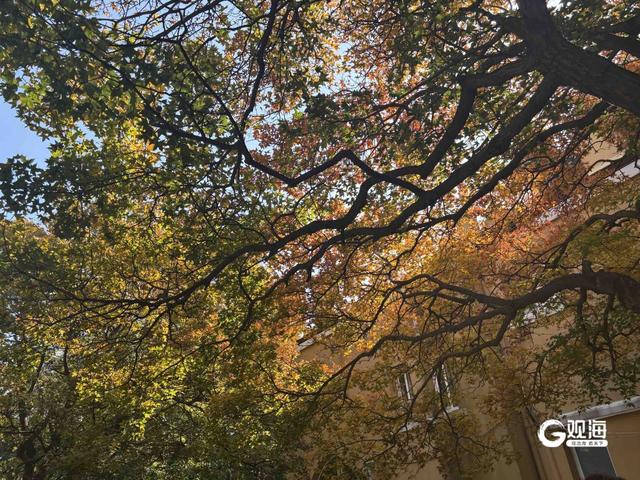 秋到八大关，氛围感拉满