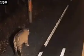 老虎大摇大摆逛街！监控曝光图片