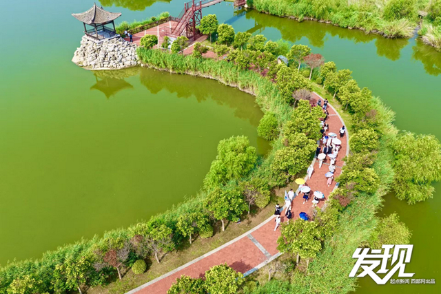 发现丨洽川湿地：绿水盈盈 芦苇丛丛