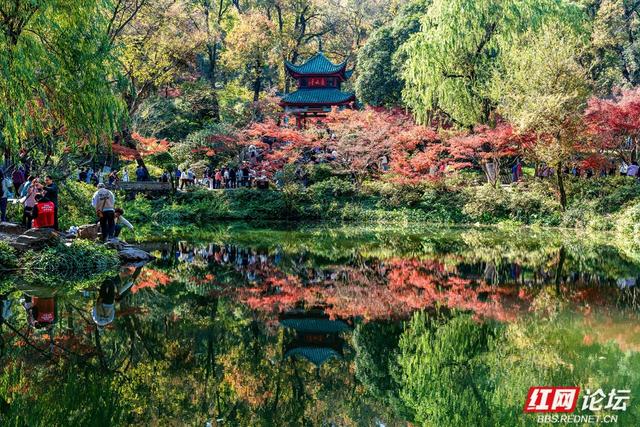 岳麓冬韵：秋色未尽处，斑斓染层林