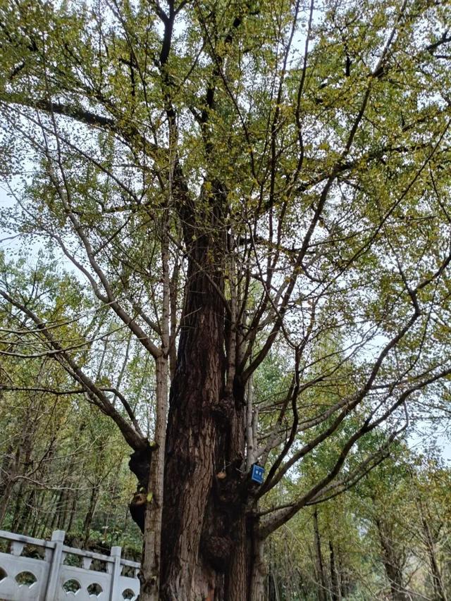 “刷爆”洛阳人朋友圈的金色，谁看谁心动～