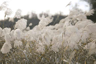 山东秋天的限定「色卡」，你集齐了吗？