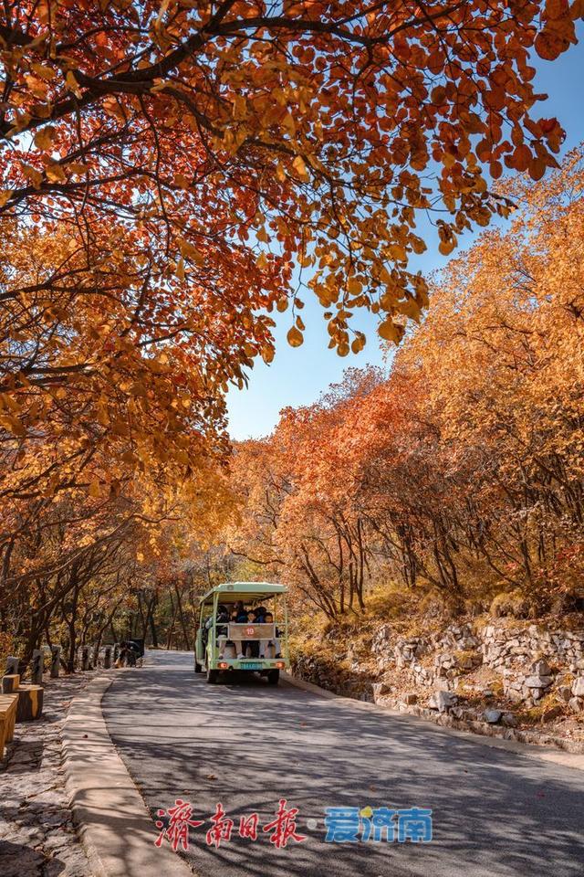 一年四季 泉在济南丨济南红叶谷漫山红遍层林尽染，最佳观赏期迎来秋日盛景