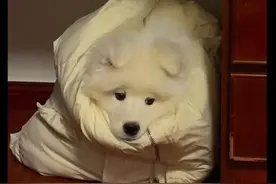 刚刚确认：马上影响上海！“寒潮+大风”预警连发，48小时暴跌10℃，极端最低温出现在这天图片