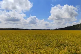 粮仓好“丰”景｜黑龙江各地丰收在望图片
