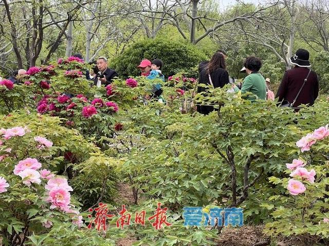 一年四季 泉在济南丨国色天香，醉美泉城